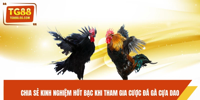 Đá Gà Cựa Dao TG88 - Ra Đòn Nhanh, Kết Liễu Trong Chớp Mắt 7 Chia sẻ kinh nghiệm hốt bạc khi tham gia cược đá gà cựa dao