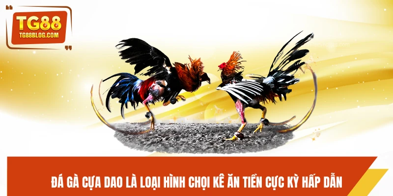 Đá Gà Cựa Dao TG88 - Ra Đòn Nhanh, Kết Liễu Trong Chớp Mắt 5 Đá gà cựa dao là loại hình chọi kê ăn tiền cực kỳ hấp dẫn