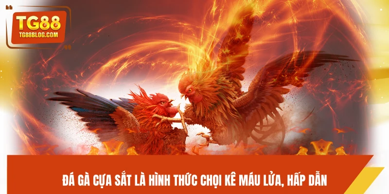 Đá gà cựa sắt là hình thức chọi kê máu lửa, hấp dẫn