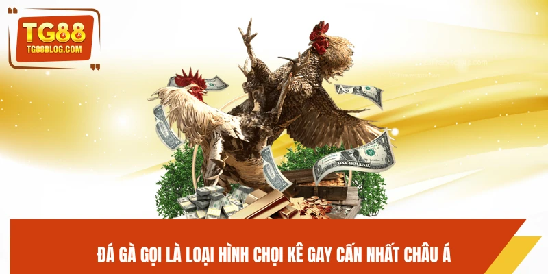 Đá Gà Đòn TG88 - Trận Đấu Kịch Tính, Đỉnh Cao Chiến Thuật 5 Đá gà đòn là loại hình chọi kê gay cấn nhất châu Á