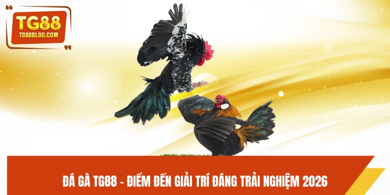 Đá Gà TG88 – Trực Tiếp Kịch Tính, Cược Chuẩn Dễ Ăn 6 Đá gà TG88 - Điểm đến giải trí đáng trải nghiệm 2026