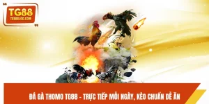 Đá Gà Thomo TG88 - Trực Tiếp Mỗi Ngày, Kèo Chuẩn Dễ Ăn