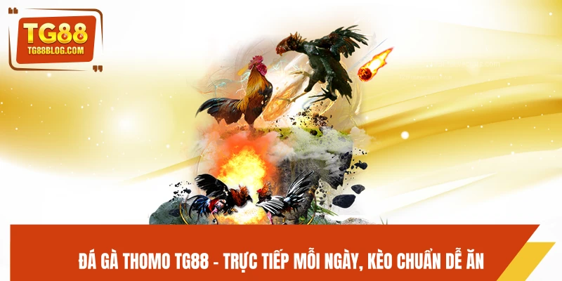 Đá Gà Thomo TG88 - Trực Tiếp Mỗi Ngày, Kèo Chuẩn Dễ Ăn 4 Đá Gà Thomo TG88 - Trực Tiếp Mỗi Ngày, Kèo Chuẩn Dễ Ăn