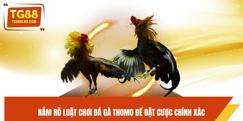 Đá Gà Thomo TG88 - Trực Tiếp Mỗi Ngày, Kèo Chuẩn Dễ Ăn 6 Nắm rõ luật chơi đá gà Thomo để đặt cược chính xác