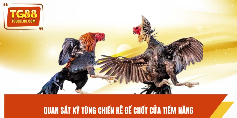 Đá Gà Thomo TG88 - Trực Tiếp Mỗi Ngày, Kèo Chuẩn Dễ Ăn 7 Quan sát kỹ từng chiến kê để chốt cửa tiềm năng