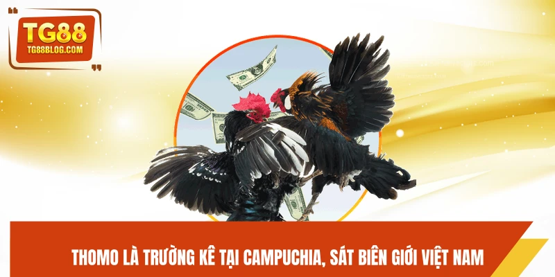 Đá Gà Thomo TG88 - Trực Tiếp Mỗi Ngày, Kèo Chuẩn Dễ Ăn 5 Thomo là trường kê tại Campuchia, sát biên giới Việt Nam