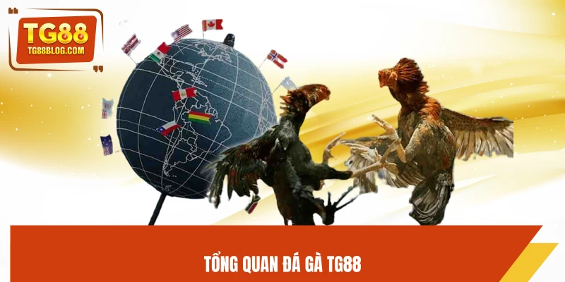Đá Gà TG88 – Trực Tiếp Kịch Tính, Cược Chuẩn Dễ Ăn 4 Tổng quan đá gà TG88